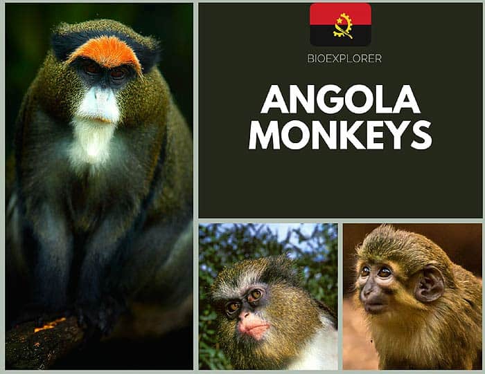 Angolan Monkeys