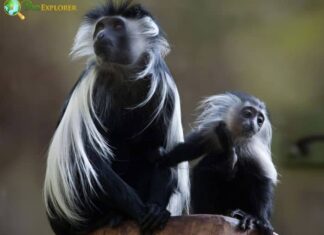 Angolan Colobus
