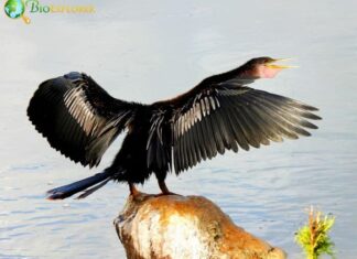 Anhinga