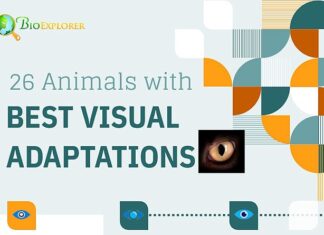 Top 26 BEST Animals With Best Eyesight