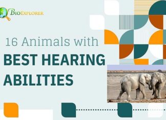 Top 16 Animals with the Best Hearing