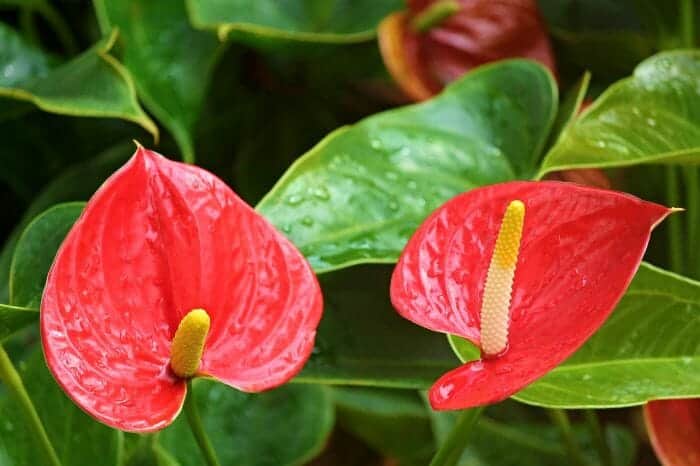 Anthurium Andraeanum Anthurium Andraeanum