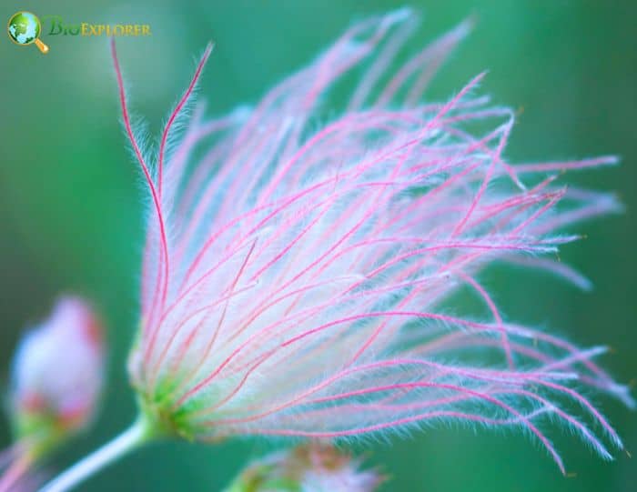 Apache Plume