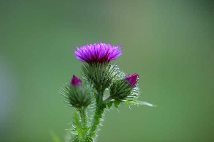 Arctium Minus Arctium Minus