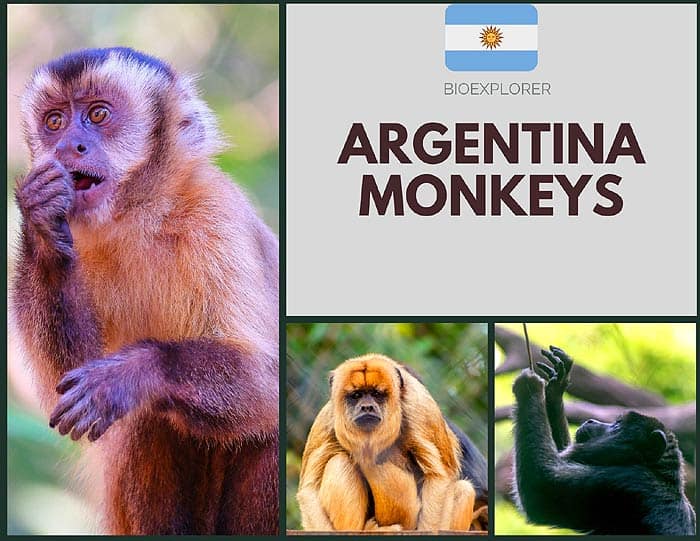 Argentinian Monkeys