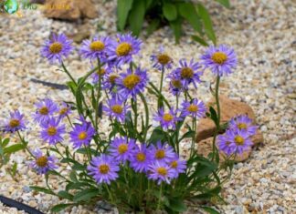 Aromatic Aster