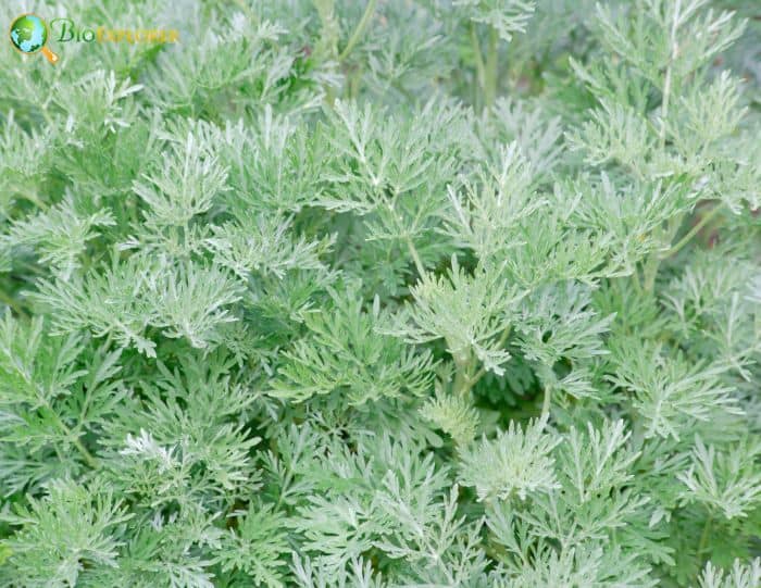 Artemisia Herba Alba Artemisia Herba Alba