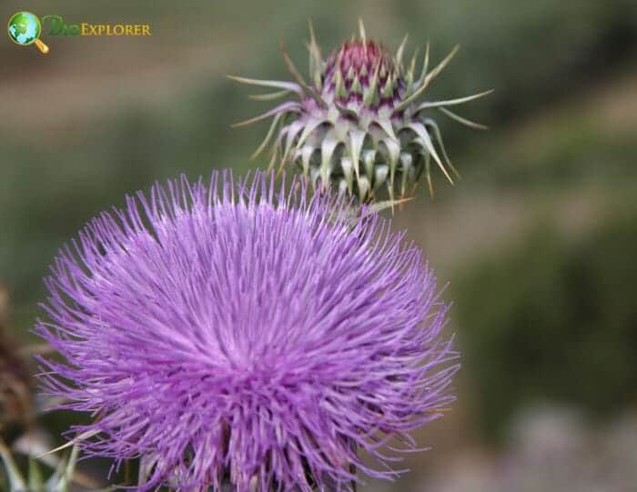 Artichoke thistle