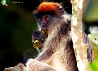 Ashy Red Colobus