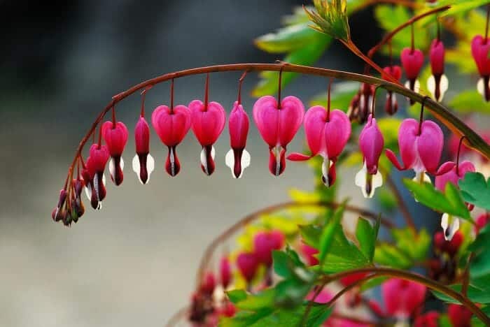 Asian Bleeding Heart Asian Bleeding Heart