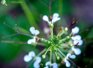 Asian Spider Flower