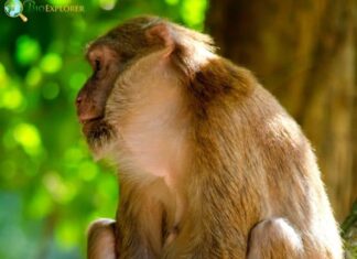 Assam Macaque