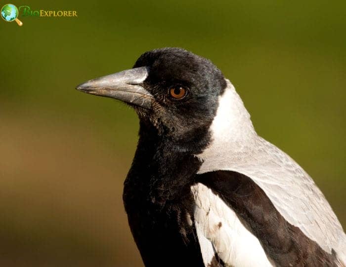 Australian magpie lark Australian magpie lark