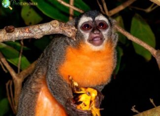 Azara’s Night Monkey