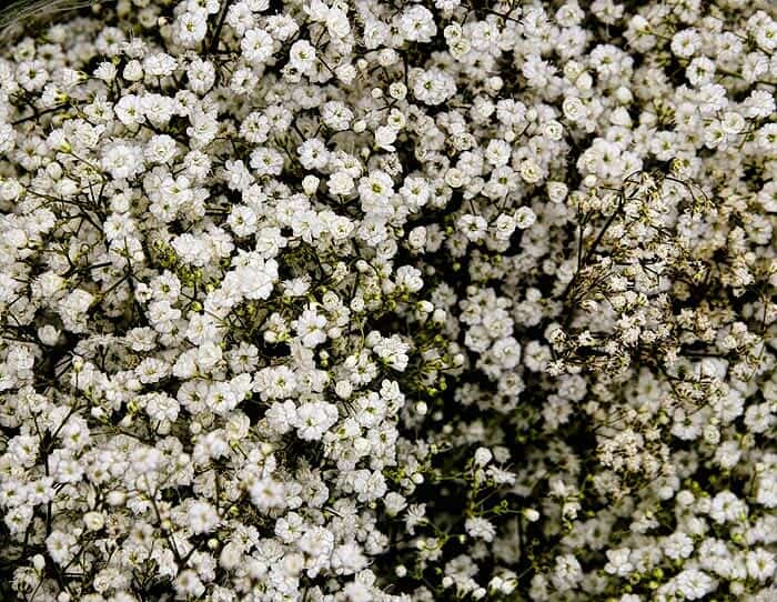 Baby's Breath Flower Baby's Breath Flower