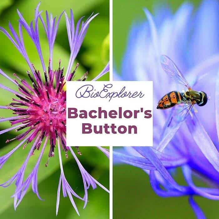Bachelors Button Flower Bachelors Button Flower