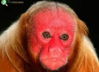 Bald Uakari