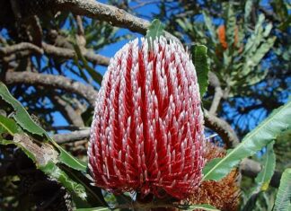 Banksia