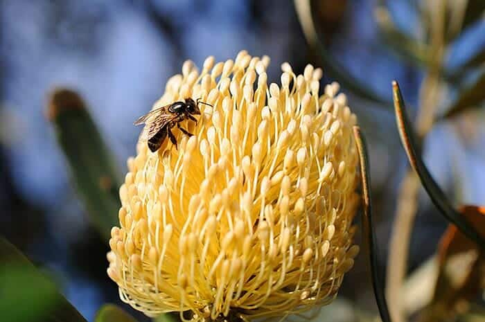 banksia flower with a bee banksia flower with a bee
