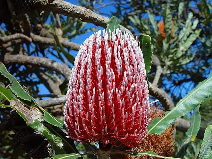Banksia