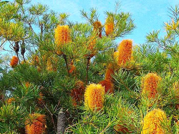 banksia flowers banksia flowers