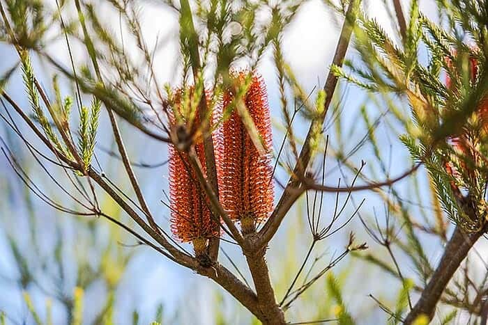 banksia tree flower banksia tree flower