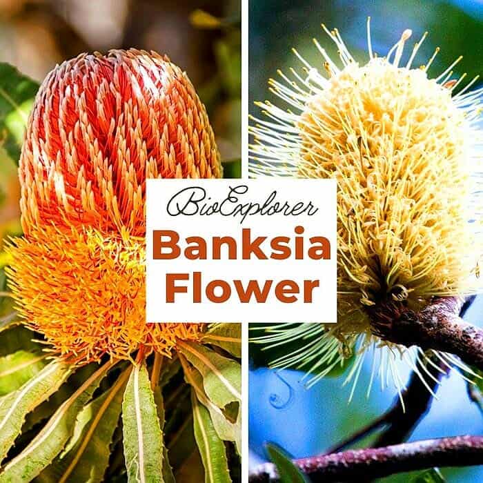 Banksia Banksia