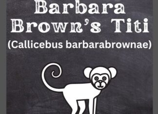 Barbara Brown's Titi