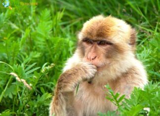 Barbary Macaque