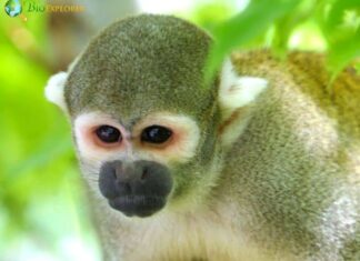 Bare-eared Squirrel Monkey