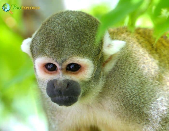Bare-eared Squirrel Monkey