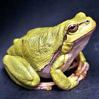 Batrachology (Amphibians)