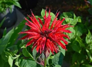 Bee Balm