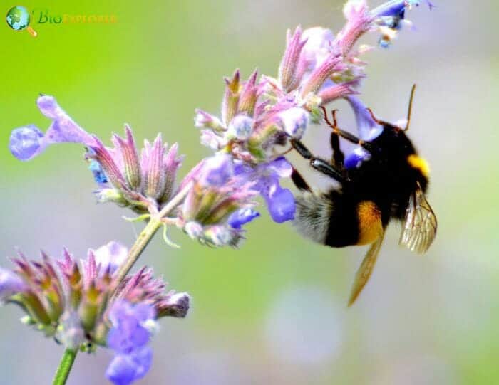 Bee On Catmint Flowers Bee On Catmint Flowers