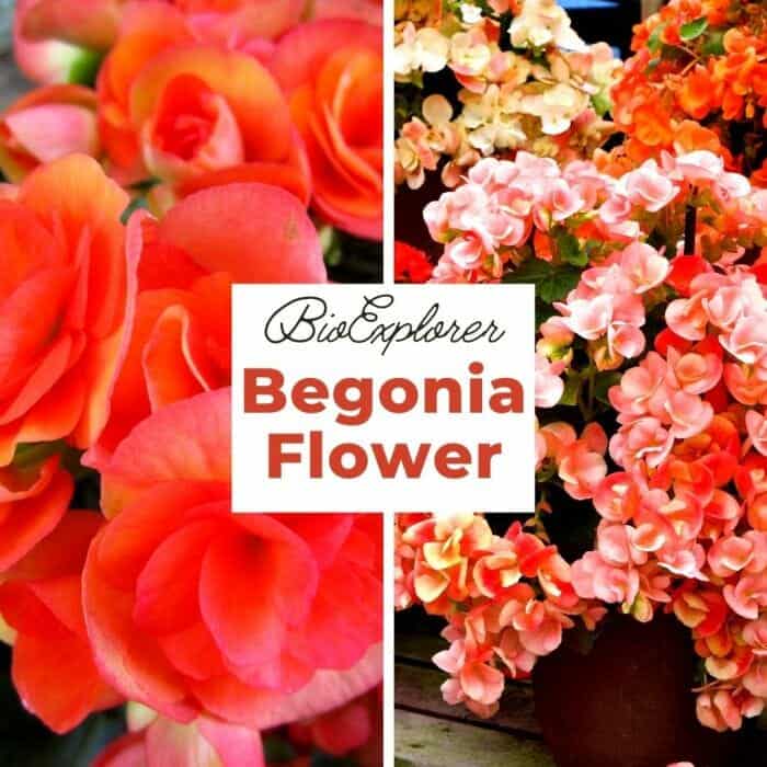 Begonia Begonia