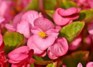 Begonia