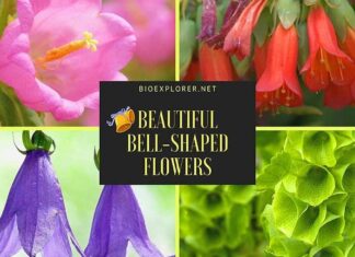 Bell-Shaped Flowers