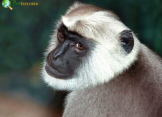 Bengal Sacred Langur