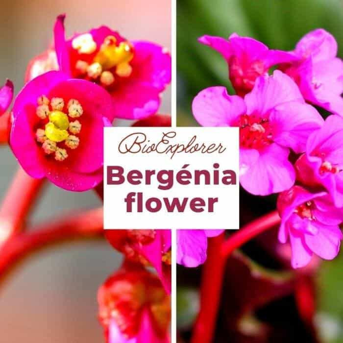 Bergenia Bergenia