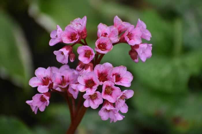 Bergenia Elephant Ears Bergenia Elephant Ears