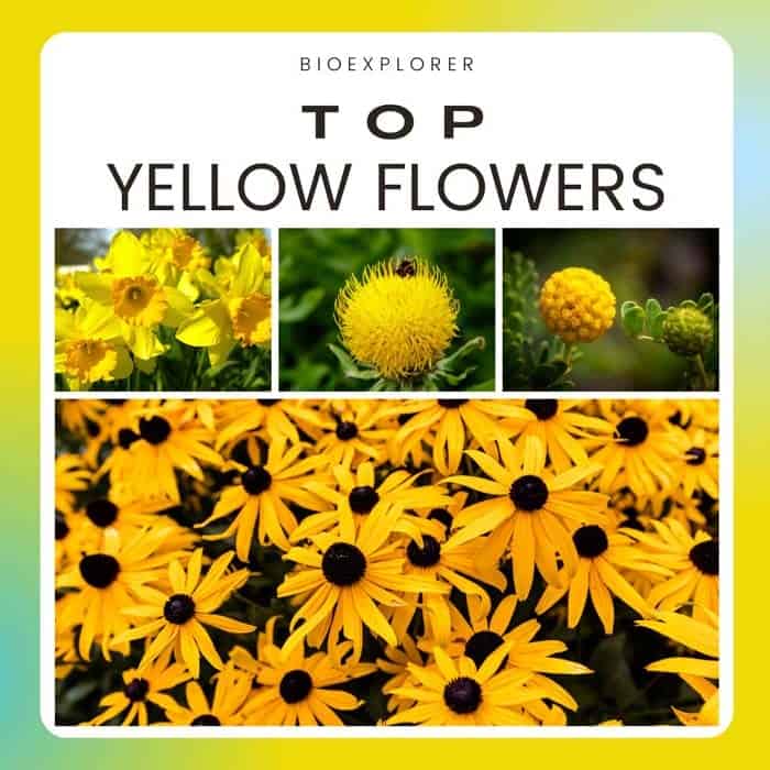 Top Yellow Flowers to Brighten Up Your Garden
