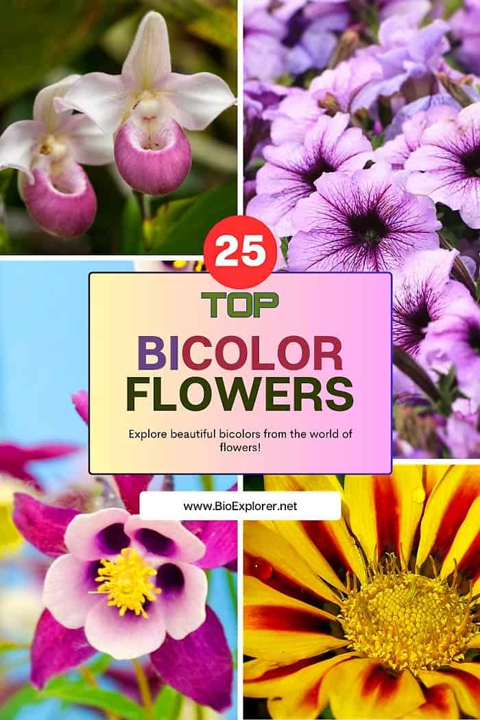 The Top 25 Bicolor Flowers: Nature's Two-Toned Wonders