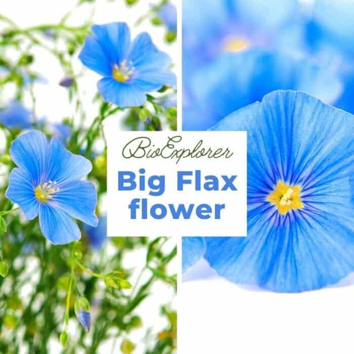 Big Flax Big Flax