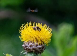Bighead Knapweed