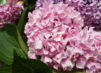 Japanese Bigleaf Hydrangea
