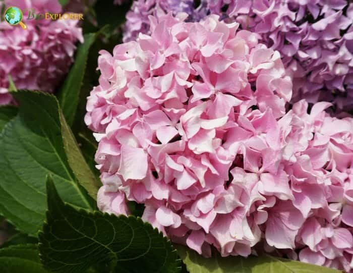 Japanese Bigleaf Hydrangea
