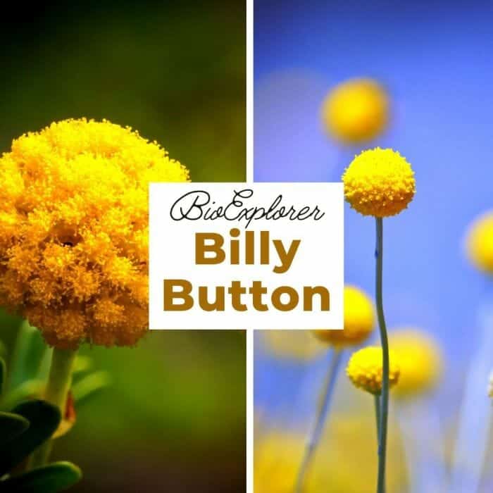 Billy Button Billy Button