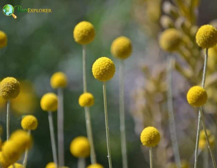 Billy Button Flowers Billy Button Flowers