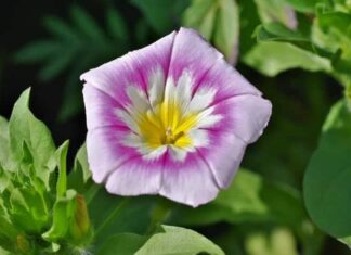 Bindweed