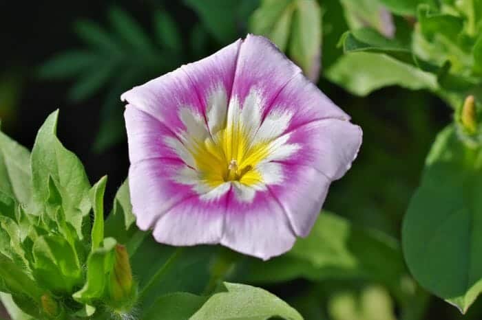 Bindweed